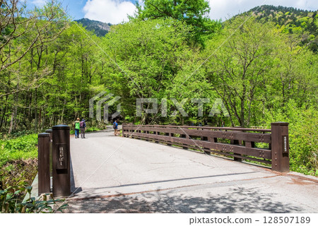 初夏的上高地【穗高橋周圍,鮮活的新綠】 初夏的上高地【穗高橋周圍,鮮活的新綠】 128507189