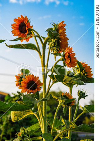 Sunflowers blooming on the walking path 128507193