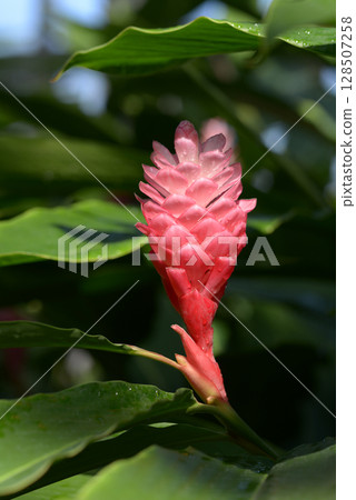 紫薑 紅薑 128507258