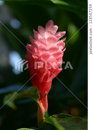 Alpinia purpurata Red ginger 128507259