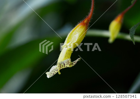Solenophora toothlensis Solenophora toothlensis 128507341