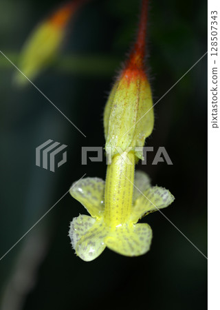 Solenophora toothlensis Solenophora toothlensis 128507343