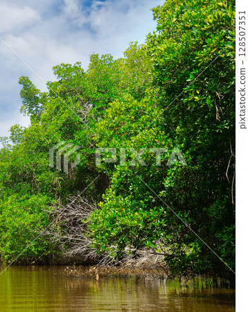 Mangrove forests on a lake in Sri Lanka. 128507351
