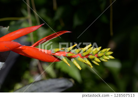 Coral Ananas Coral Ananas 128507513