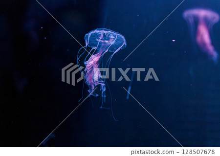 underwater photography jellyfish Chrysaora lactea, Milk Sea Nettle 128507678