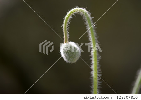 Mekonopsis·Punicare Mekonopsis·Punicare 128507816