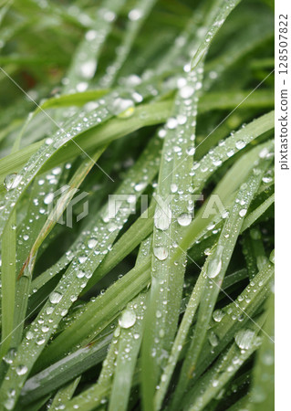 Lush Fresh Green Grass Adorned with Beautiful Dew Drops in the Morning Lush Fresh Green Grass Adorned with Beautiful Dew Drops in the Morning 128507822