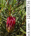 Flowering of the wild Proteaceae is the national symbol of South Africa in its natural environment. 128508736