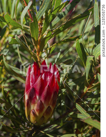 Flowering of the wild Proteaceae is the national symbol of South Africa in its natural environment. 128508736