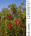 Flowering of the wild shrub Protea repens in the natural environment of the mountainous landscape of southern Africa. 128508737