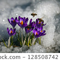 April bees collect pollen from the first flowers blooming in the snow. 128508742