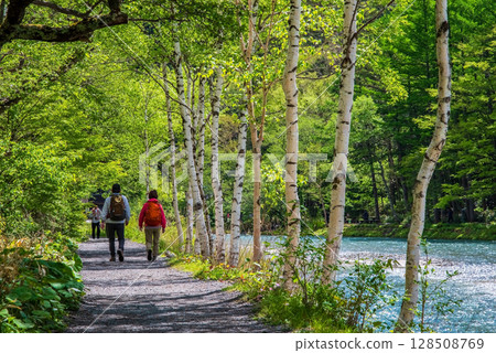 上高地“散步道沿岸的白樺樹和梓川” 128508769