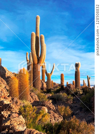 Cacti in desert Cacti in desert 128508832
