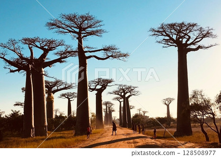 Madagascar Baobab avenue 128508977