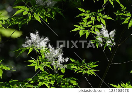 箕面山上常見的一種美麗的圓葉藍梣樹，葉片呈淡綠色，枝頭開滿白色圓錐花序。 128508978