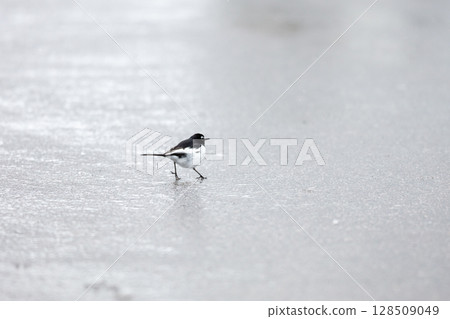 [Shirakawa-go] Japanese Wagtails playing on the snow 128509049