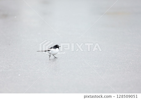 [Shirakawa-go] Japanese Wagtails playing on the snow 128509051