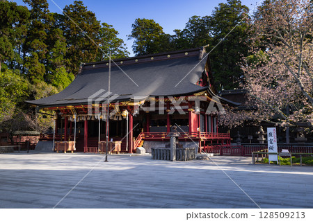 志波彥神社、鹽釜神社、左右神社以及盛開的鹽釜櫻花 128509213