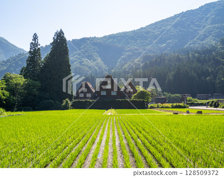 [白川鄉] 夏日三層合掌村 128509372