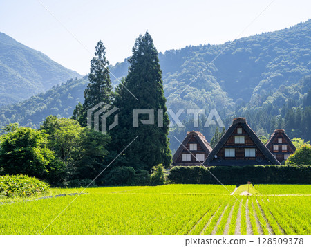 [白川鄉] 夏日三層合掌村 128509378