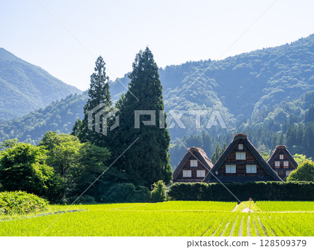[白川鄉] 夏日三層合掌村 128509379