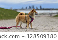 Adorable red Shiba Inu dog happily walking on lush green gras 128509380