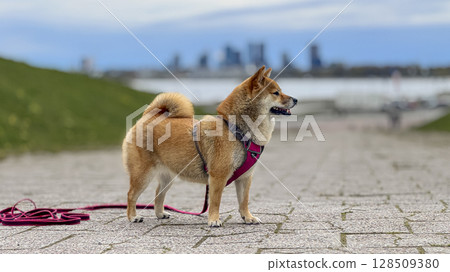 Adorable red Shiba Inu dog happily walking on lush green gras 128509380