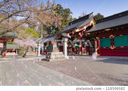 Shiogama Shrine Karamon Gate and Corridor under a flurry of falling cherry blossoms 128509382