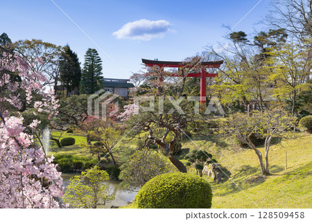 Cherry blossoms and torii gates at Shibahiko Shrine and Shiogama Shrine 128509458