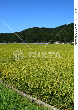 開始成熟的稻穗山形莊內米 128509515
