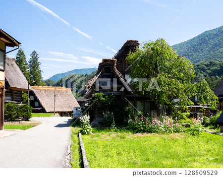 [Shirakawa-go] Walking around the Gassho-style village in summer 128509529
