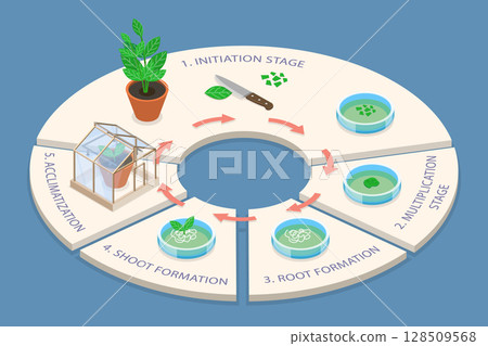 3D Isometric Flat Vector Illustration of Biological Structure of Plant Tissue, Diagram Outlining Stages of Cell Growth 128509568