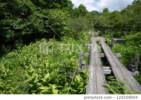 Nasushiobara City Numappara Marsh Landscape with boardwalk 128509604