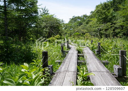 Nasushiobara City Numappara Marsh Landscape with boardwalk 128509607