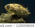 Porcupine fish, pufferfish, devil stinger, fish, saltwater fish, poisonous fish, tiger fish, demon tiger fish 128509608