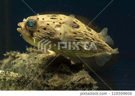刺魨、河豚、魔鬼刺魚、魚、鹹水魚、毒魚、虎魚、惡魔虎魚 128509608