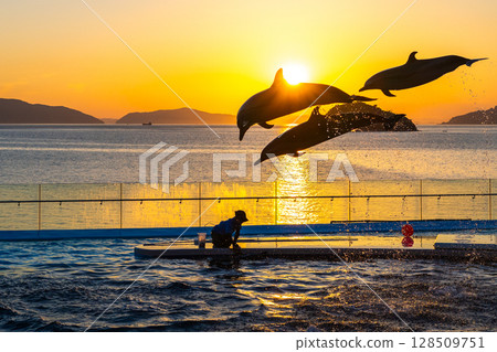 黃昏海豚表演 128509751