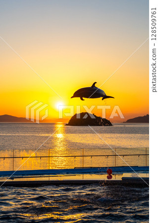 Dusk dolphin show 128509761