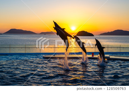 Dusk dolphin show 128509763
