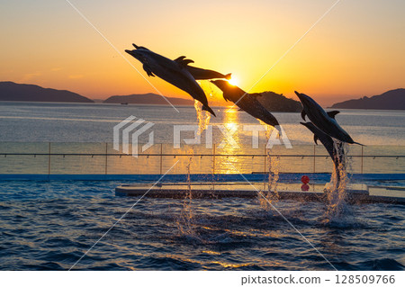 Dusk dolphin show 128509766
