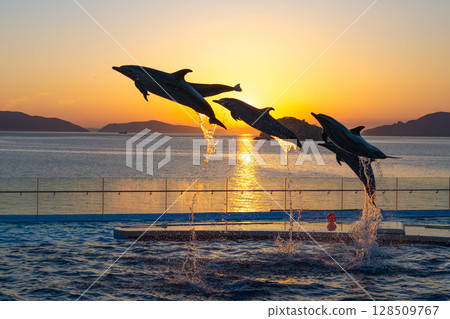 Dusk dolphin show 128509767