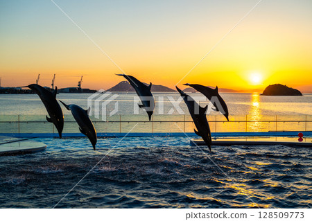 Dusk dolphin show Dusk dolphin show 128509773