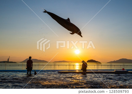 Dusk dolphin show Dusk dolphin show 128509793