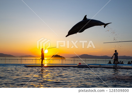 黃昏海豚表演 黃昏海豚表演 128509800
