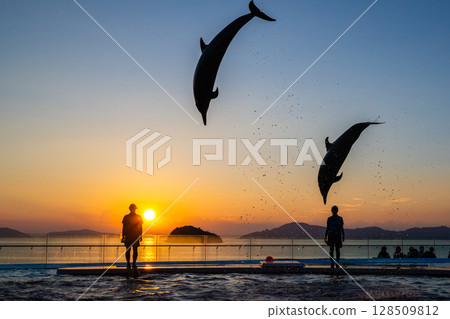 Dusk dolphin show 128509812