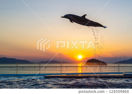 Dusk dolphin show 128509868