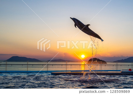 Dusk dolphin show Dusk dolphin show 128509869