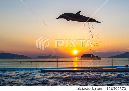 Dusk dolphin show Dusk dolphin show 128509870