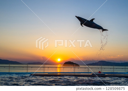 Dusk dolphin show Dusk dolphin show 128509875
