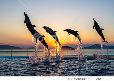 Dusk dolphin show 128509882